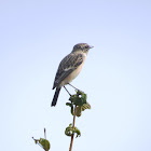 Stonechat (female)