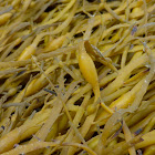 Knotted Kelp