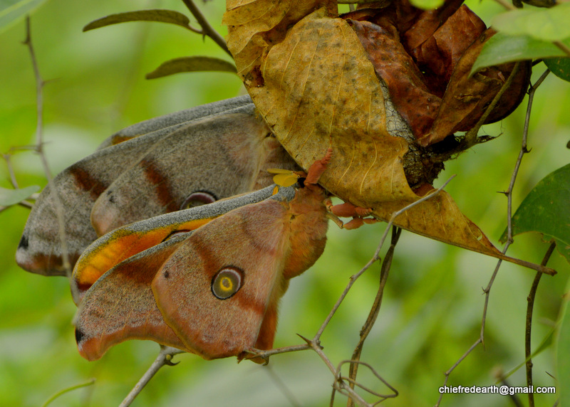 tussah moths