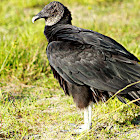 Black Vulture