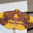 Imperial Moth