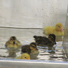 Mallard Ducks and Domestic chicken chicks