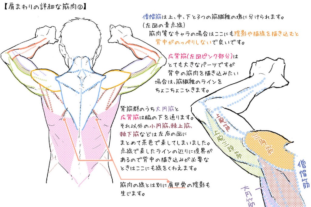 50 男 背中 筋肉 イラスト ただのディズニー画像