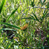 Crowned Beggar-ticks