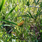 Crowned Beggar-ticks