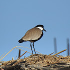 Spur-winged plover