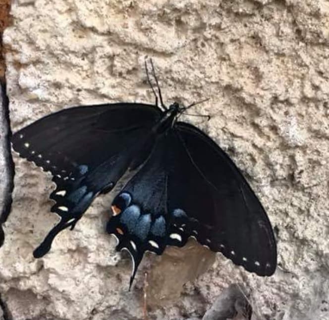 Eastern Tiger Swallowtail (Dark Phase)