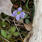 Round-lobed Hepatica