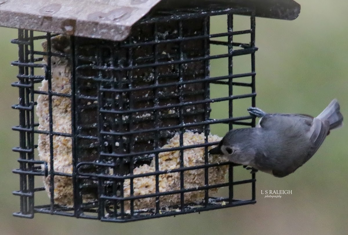 Tufted Titmouse