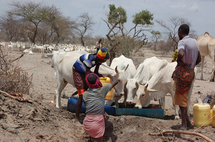 Pastoralist giving their cows water in Abdisamit, Balambala subcounty.