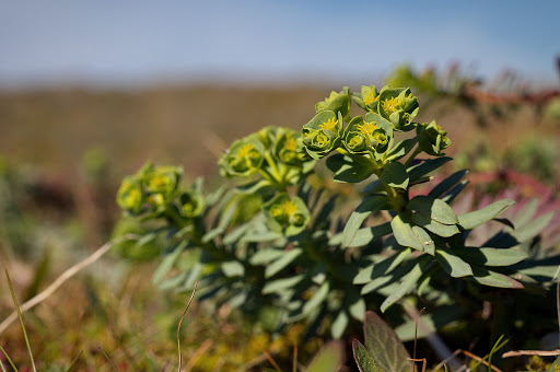 Euphorbia portlandica