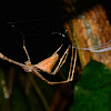 Net Casting Spider