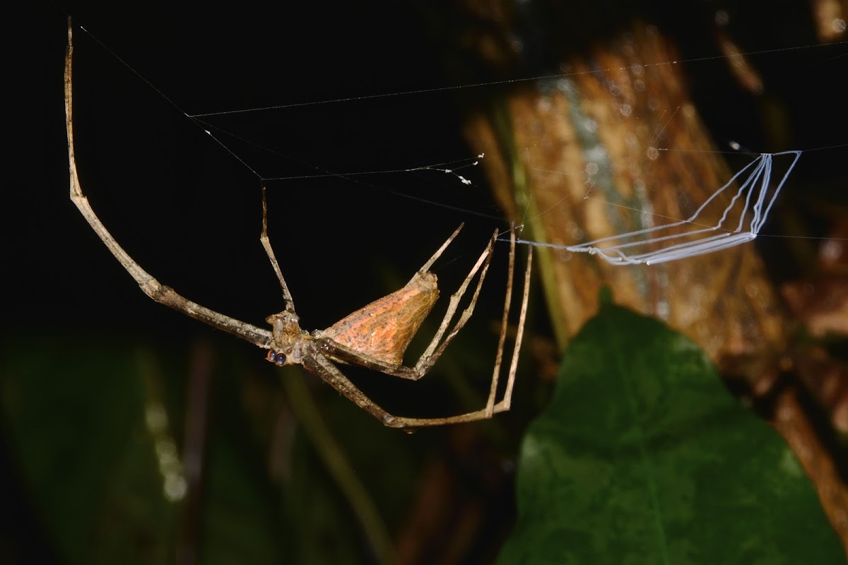 Net Casting Spider