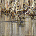 Hooded Merganser