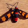 Wasp moth