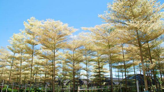 Ketapang Kencana Varigata Jual Pohon Ketapang Purwakarta