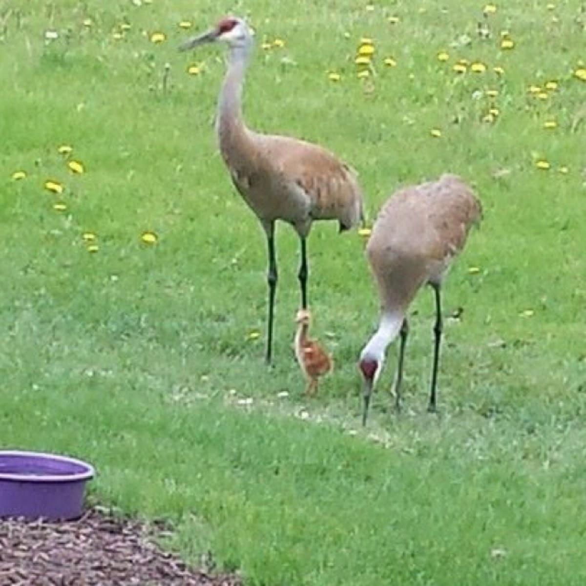 Sandhill Crane