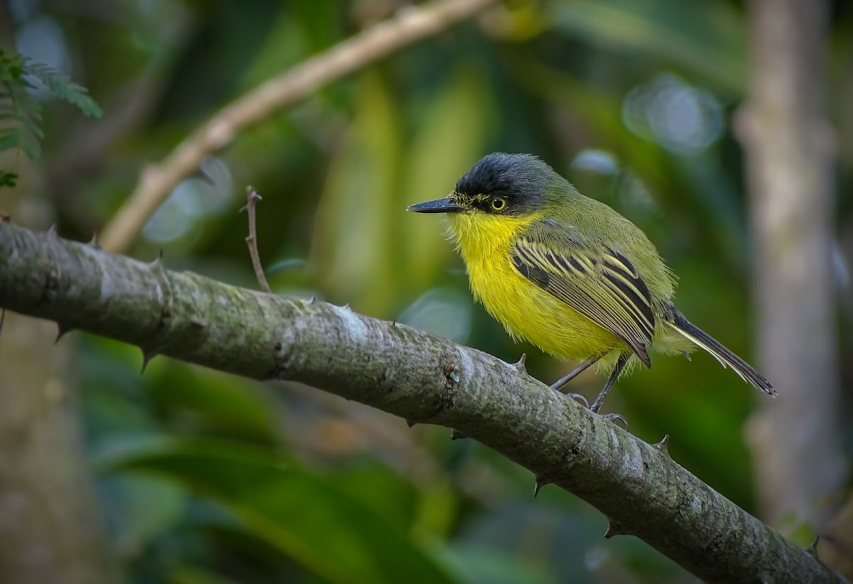 Common tody-flycatcher