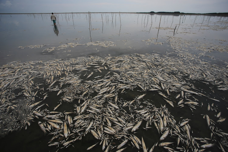 Fabiano Jose de Souza, manager of Lagoa do Peixe National Park, observes dead fish at Lagoa do Peixe (Fish Lagoon) which was affected by drought in Tavares, Rio Grande do Sul state, Brazil February 5, 2022.