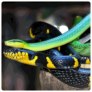 Mysterious Snake Wallpapers.apk 1.1.5