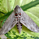 Privet Hawk Moth