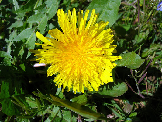 Fiore di campo di rubis