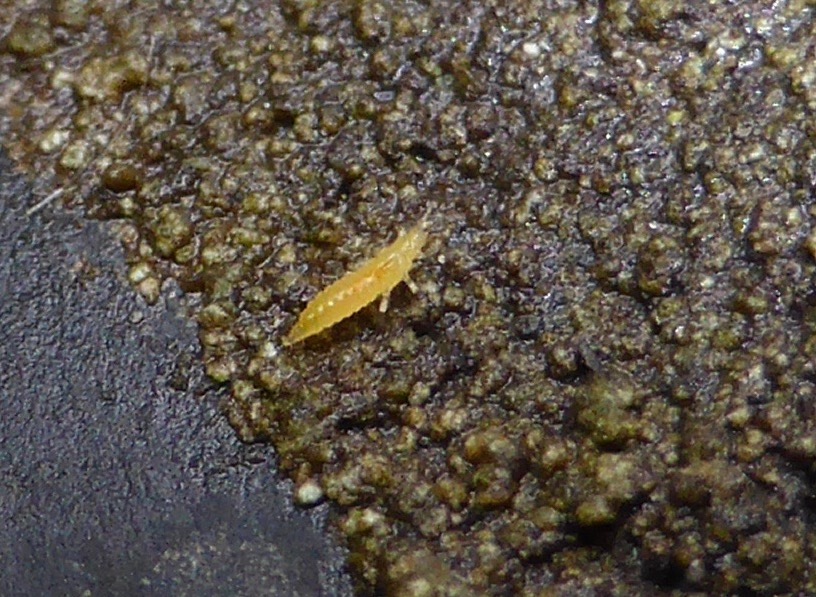 Young Thrips