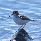 Spotted sandpiper