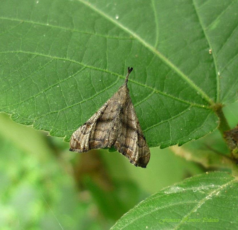 Palthis Moth