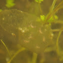 Pacific Tree Frog egg cluster