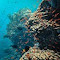 Item logo image for Oceanthem
