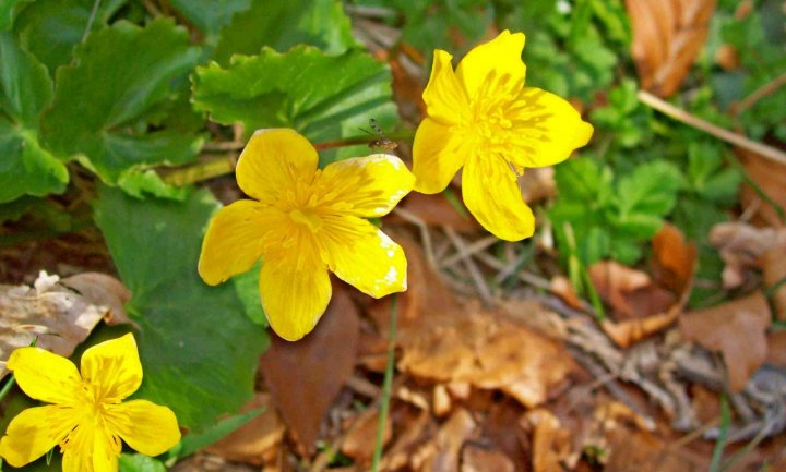 Piccolo Abitante dei Fiori di Freak