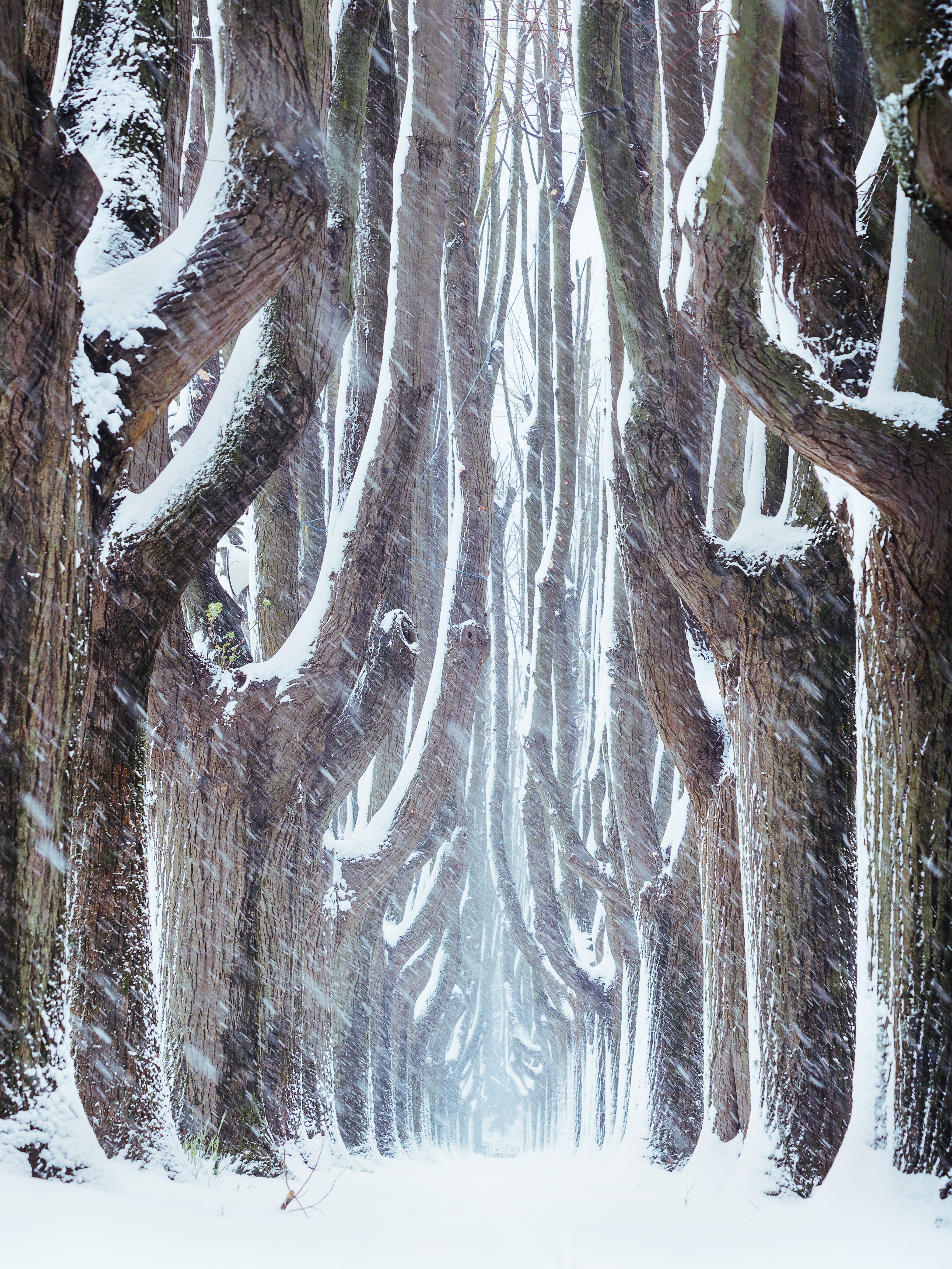 La neve marzolina... di maxlazzi