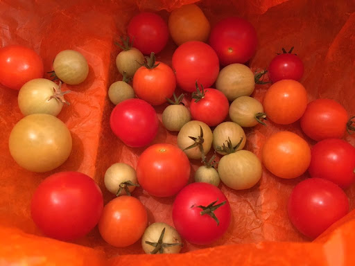 A bunch of tomatoes, ripe and unripe, on a silk paper.