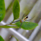 Basilica Orbweaver