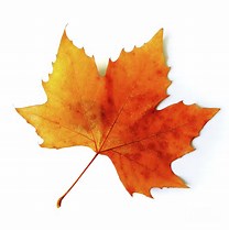 Image result for fall leaf