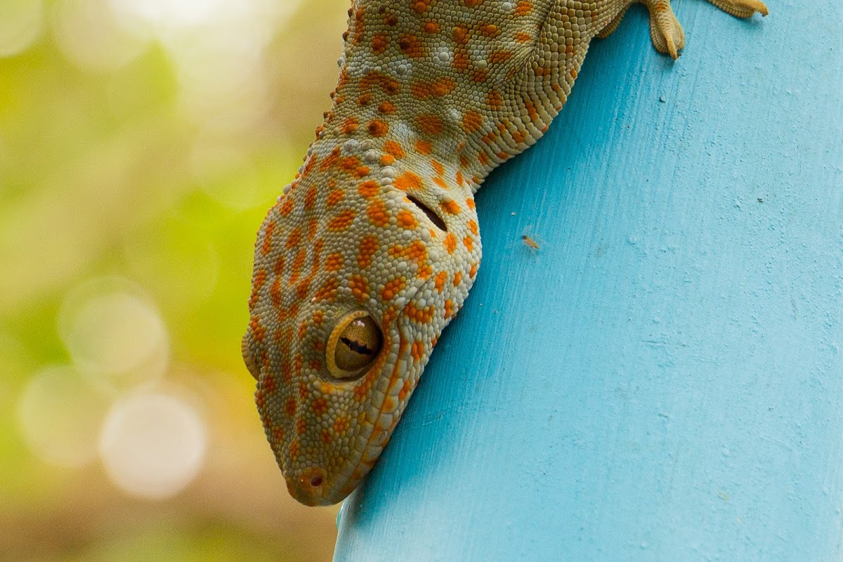 Tokay gecko