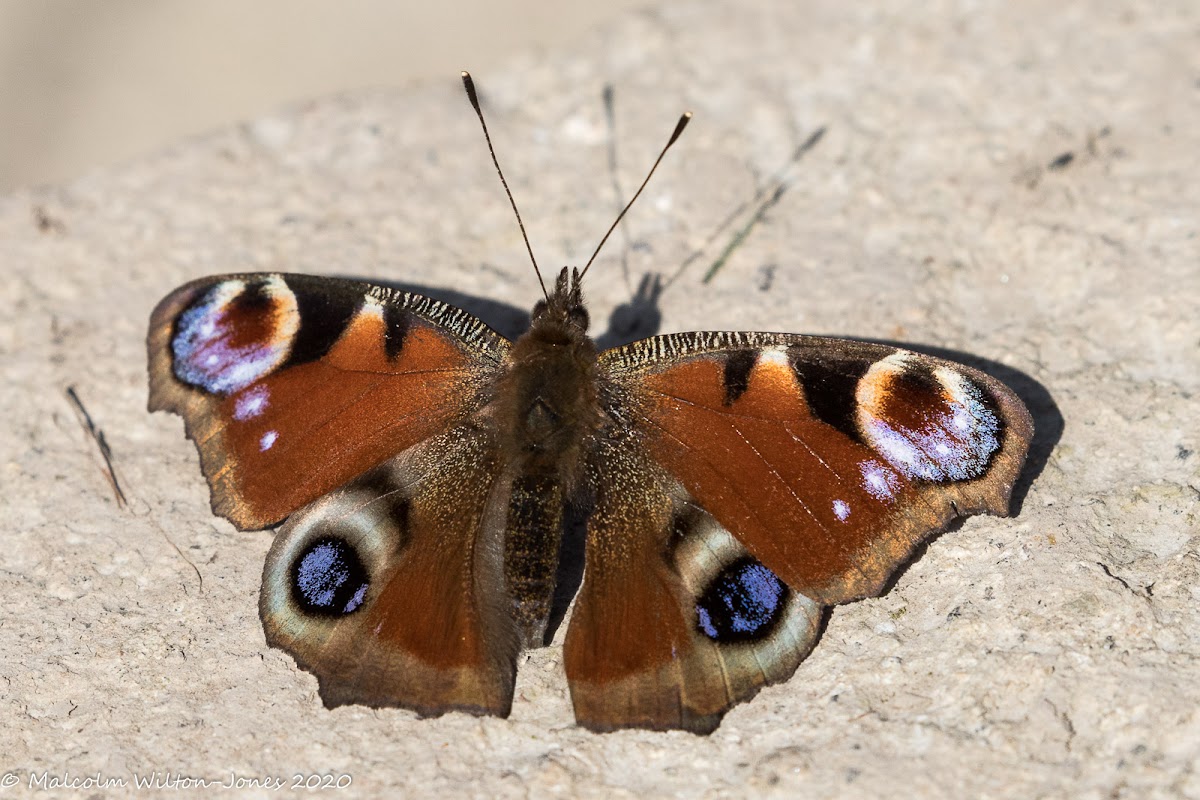 Peacock