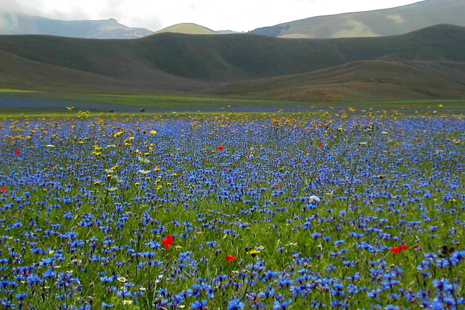 la fioritura a Castelluccio di Norcia di stefano freddi