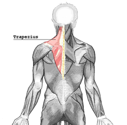 How can I reduce knots in my shoulders (trapezius muscles)? - Myofascial  Pain Solutions