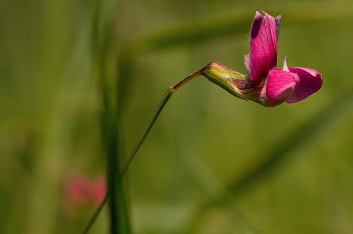 Lathyrus nissolia