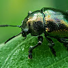 Mint leaf beetle.