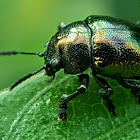 Mint leaf beetle.