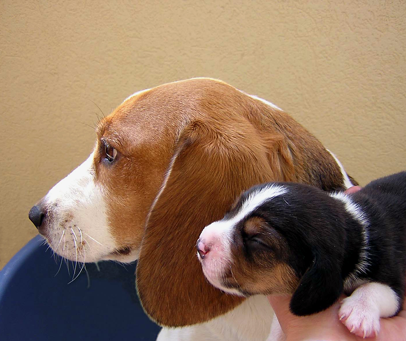 mamma e cucciolo di nicoletta lindor