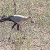 Secretary Bird