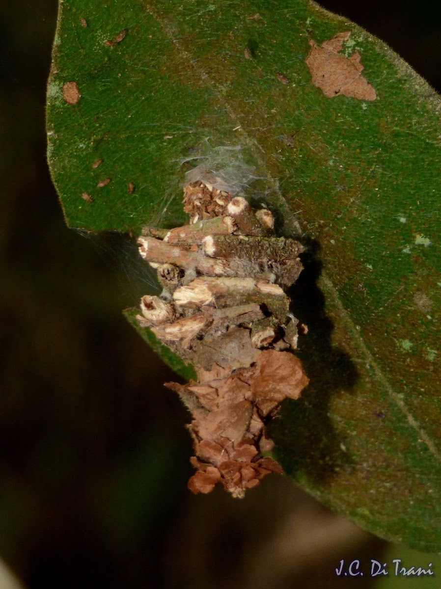 Bagworm