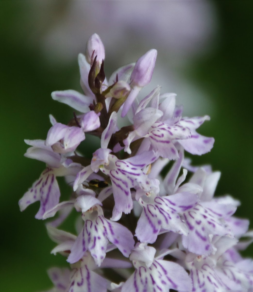 Common Spotted Orchid