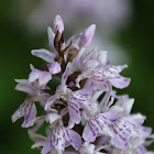 Common Spotted Orchid