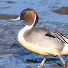 Northern pintail