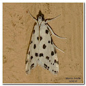 Spotted Peppergrass Moth